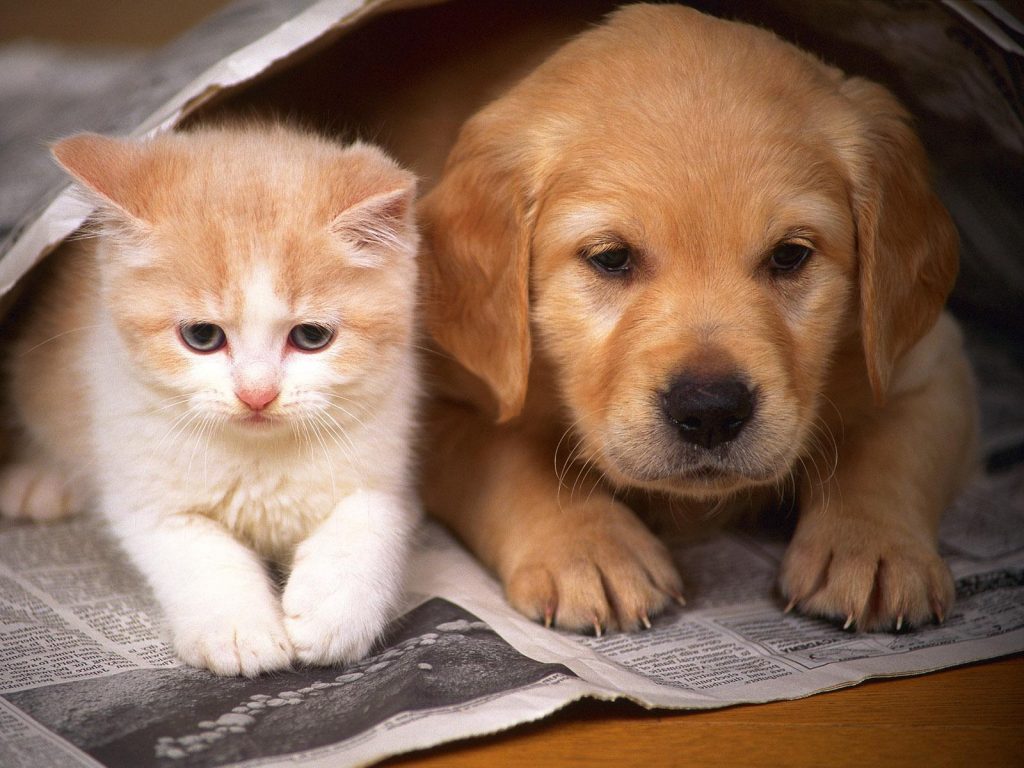 If you worked from home, you could see your pets grow up!